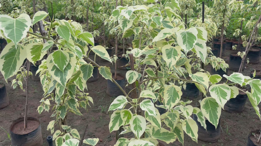 ficus religiosa variegated video