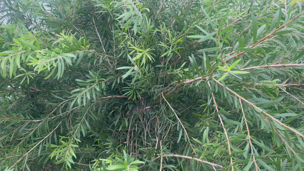 BottleBrush video