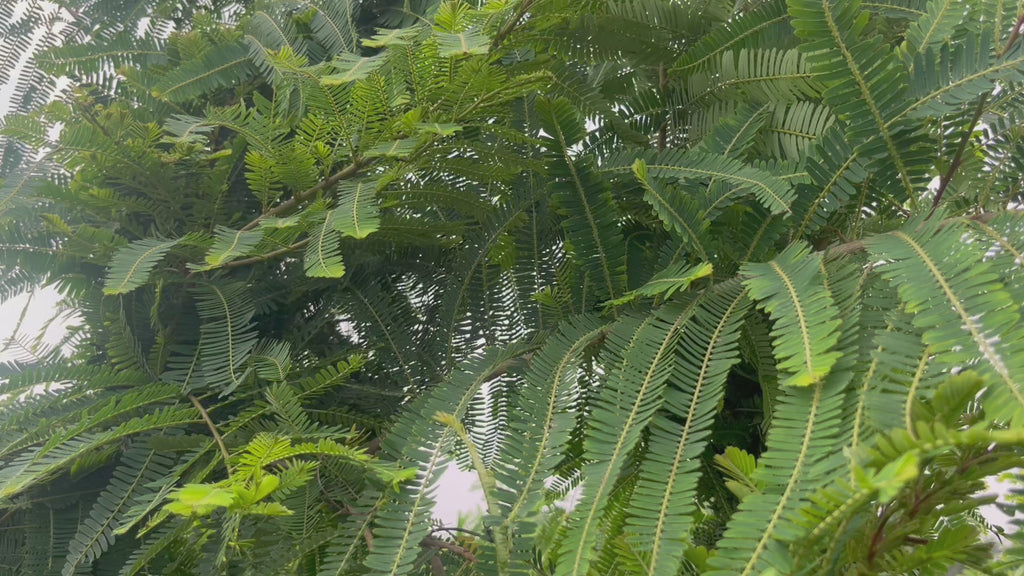 amla plant video