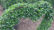 Ficus Heart Shaped video
