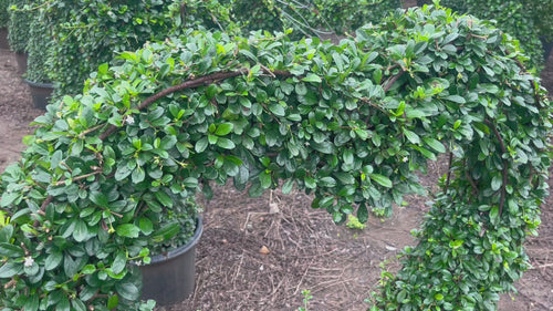 Ficus Heart Shaped video