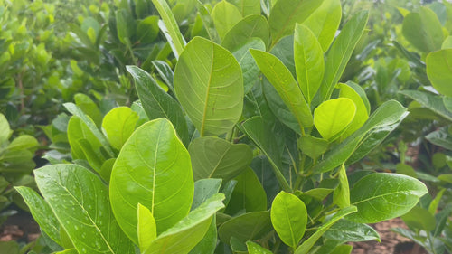 vietnam super early jackfruit