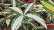 dracaena milky way video