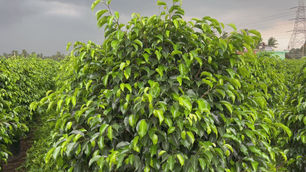 black ficus plant video