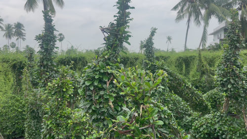 carmona microphylla ficus peacock video