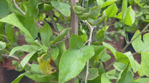 eka bilvam plant video