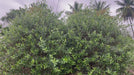 olea europaea plant video