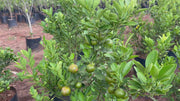 table lemon plant video