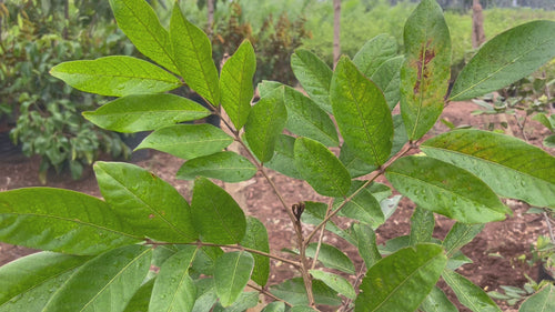 rambutan plant video