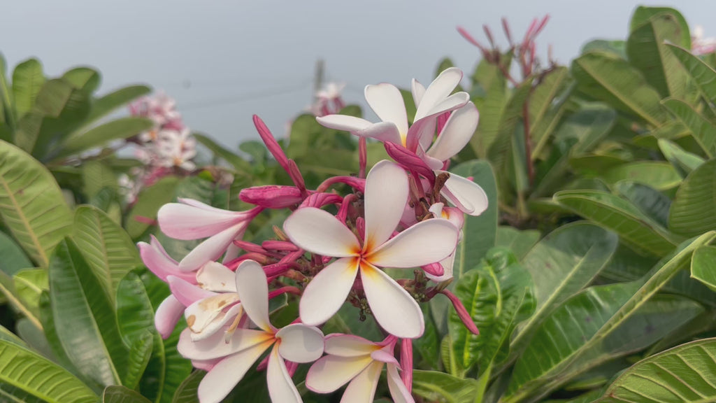 plumeria singaporensis video