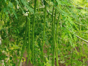 PHS Samurai Drumstick 