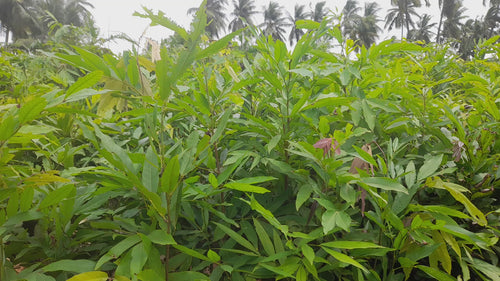 saraca asoca plant video