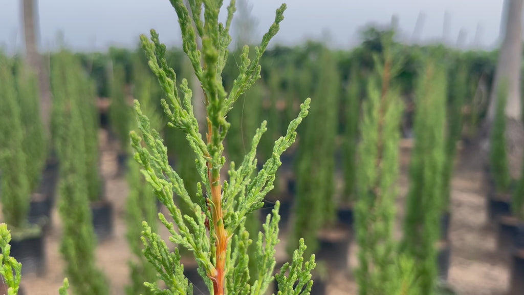 Mediterranean cypress video