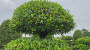 5 steps ficus plant video