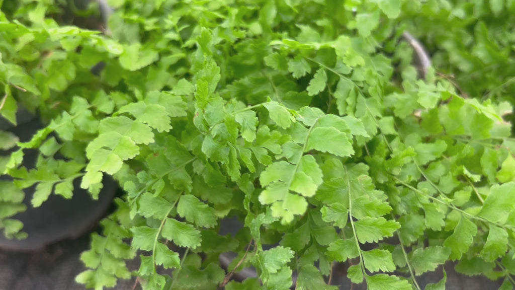 pom pom fern plant