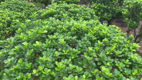 ficus retusa bonsai video