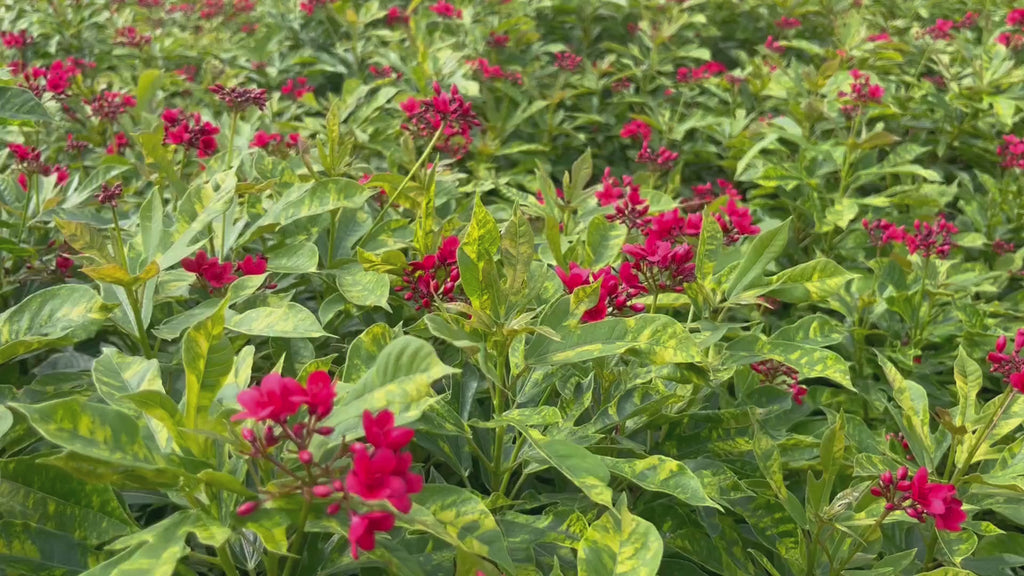 Jatropha integerrima video