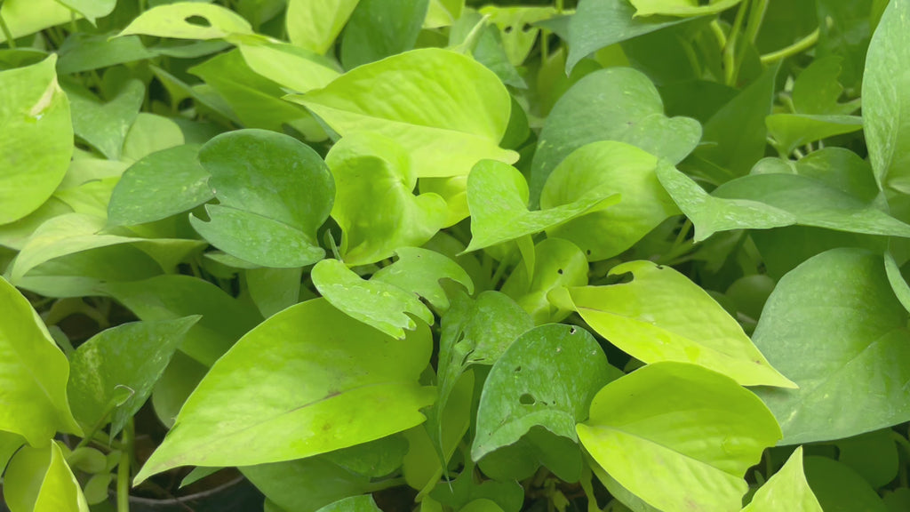 golden money plant