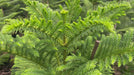 araucaria plant video