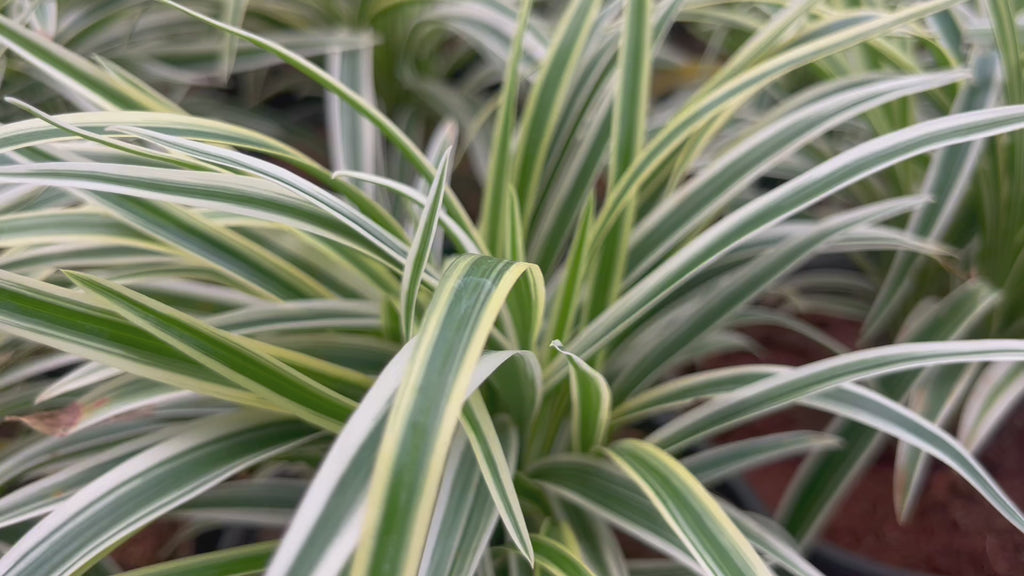 chlorophytum comosum plant video