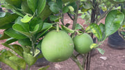 pomelo plant video