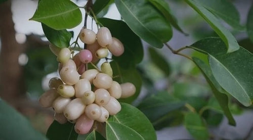 white java plum video