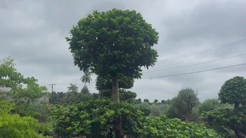 Elegant Bonsai video