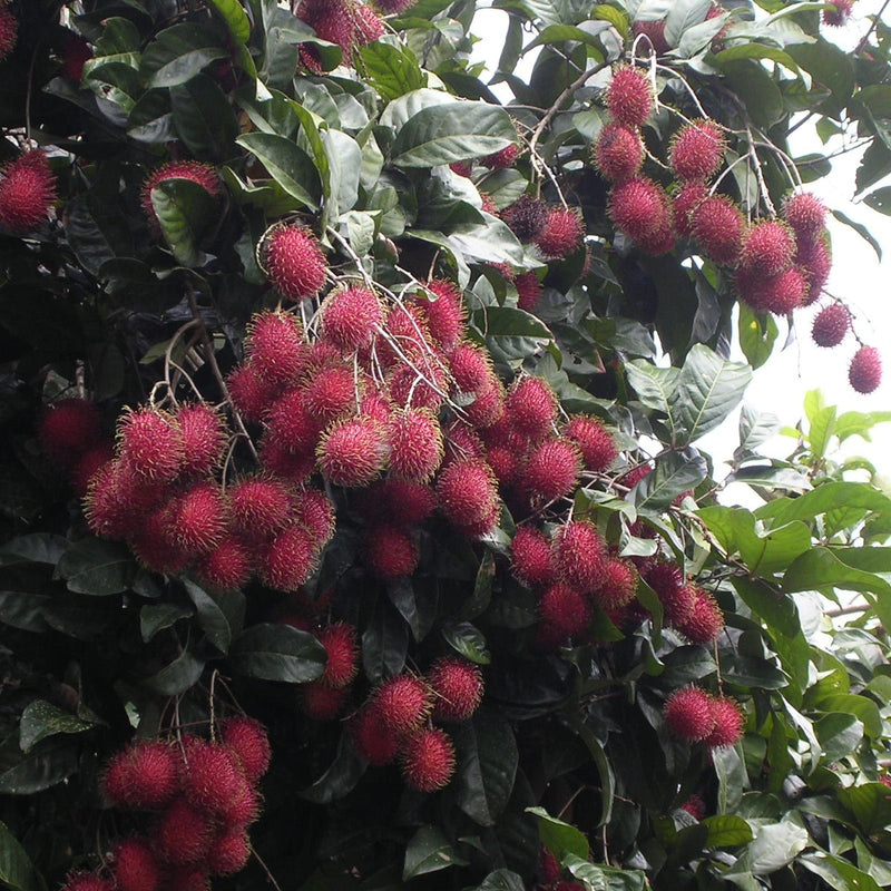    rambutan fruits