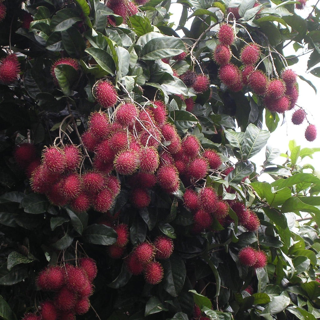 Rambutan Tree Panicle With Rambutans In Different Stages Of Ripeness.