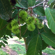 rambutan tree