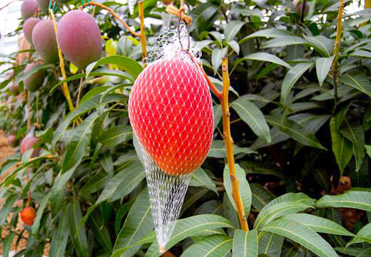 rare mango varieties