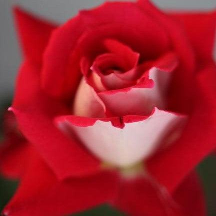 Rosa esculata claura,Rose Esculata Claura - Kadiyam Nursery