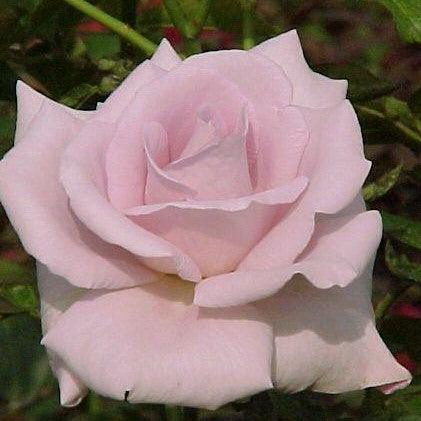Bring the Beauty of Rosa Lagerfeld to Your Garden