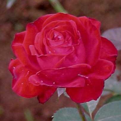 Rosa shrewsbury show,Rose Shrewsbury Show - Kadiyam Nursery