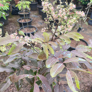 ruby longan tree for sale