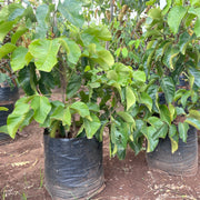 sentul tropical fruit tree