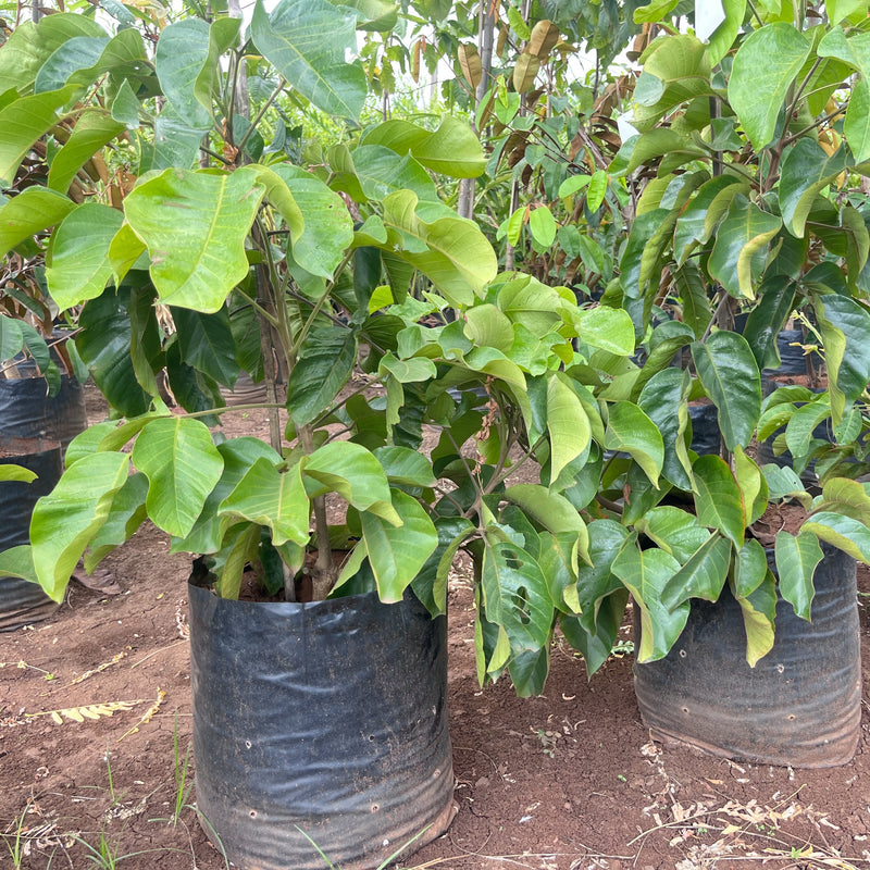sentul tropical fruit tree