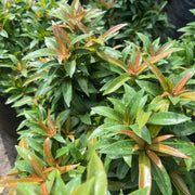 syzygium campanulatum mini