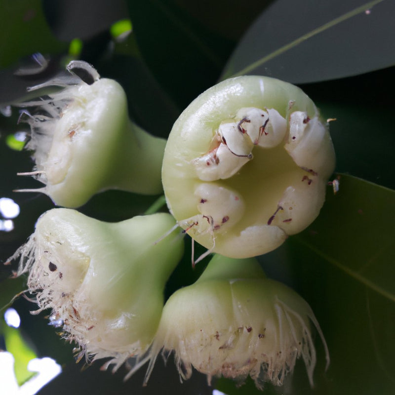 Buy Syzygium malaccense Plant - The Delicious White Jaam and Malay Rose Apple Tree for Your Garden
