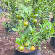 table lemon plant