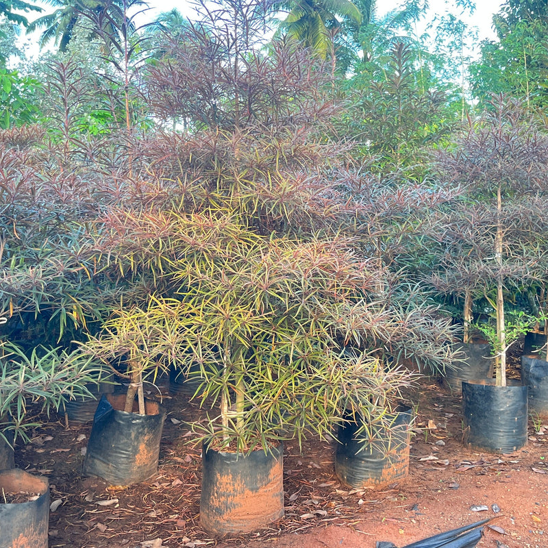 terminalia bentzoe tree