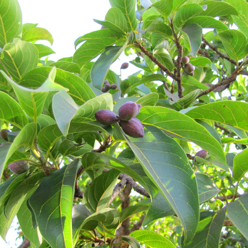 terminalia chebula