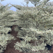 terminalia mantaly plant