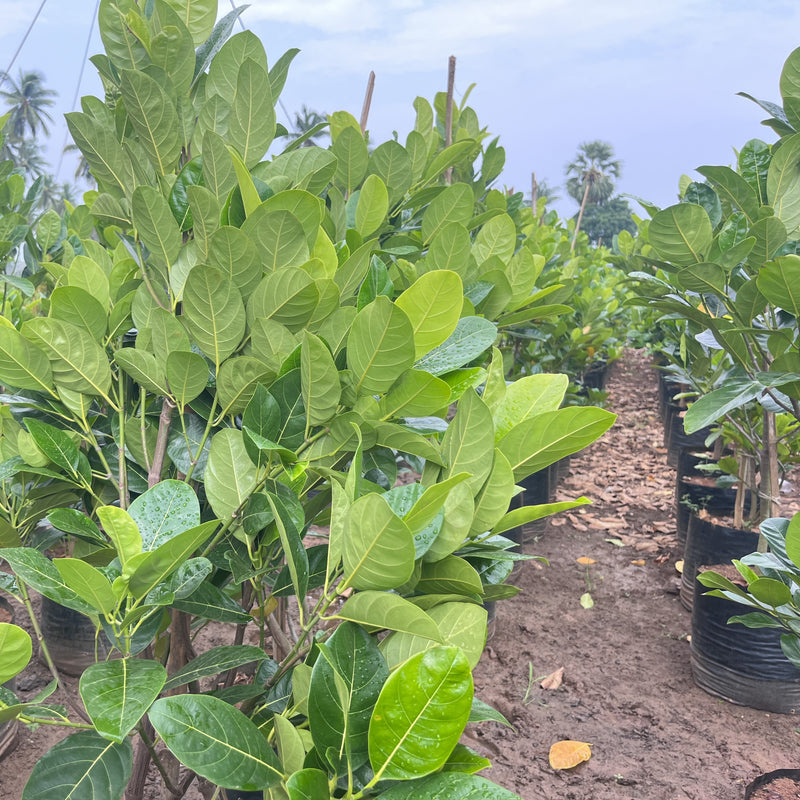 vietnam early jackfruit online shopping