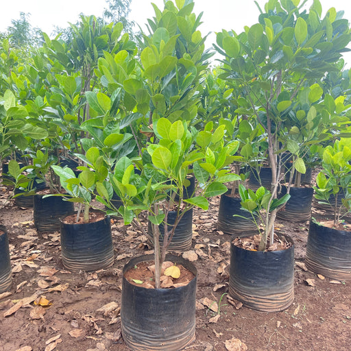 vietnam super early jackfruit