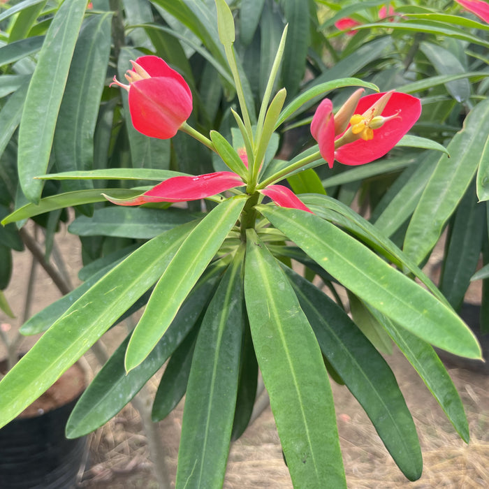 wax begonia varieties