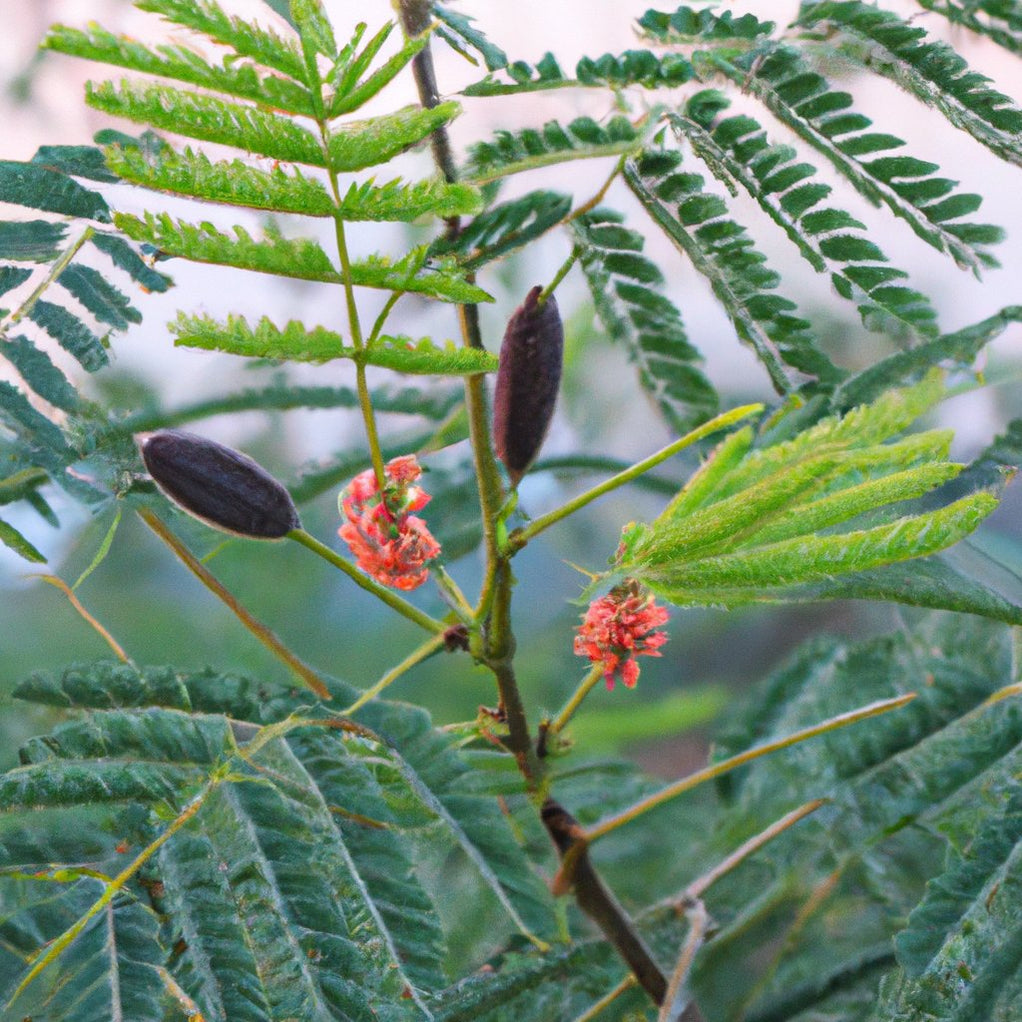 Discover the Natural Beauty Benefits of Acacia Concinna and Shikakai ...