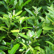 Acanthus ilicifolius