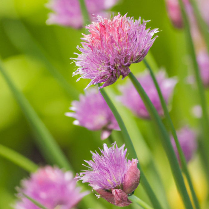 allium schoenoprasum