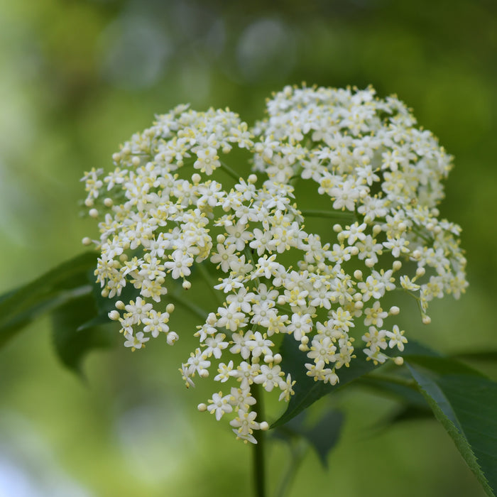 American Elderberry